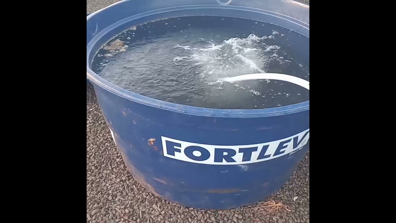 criação de peixes tabatinga