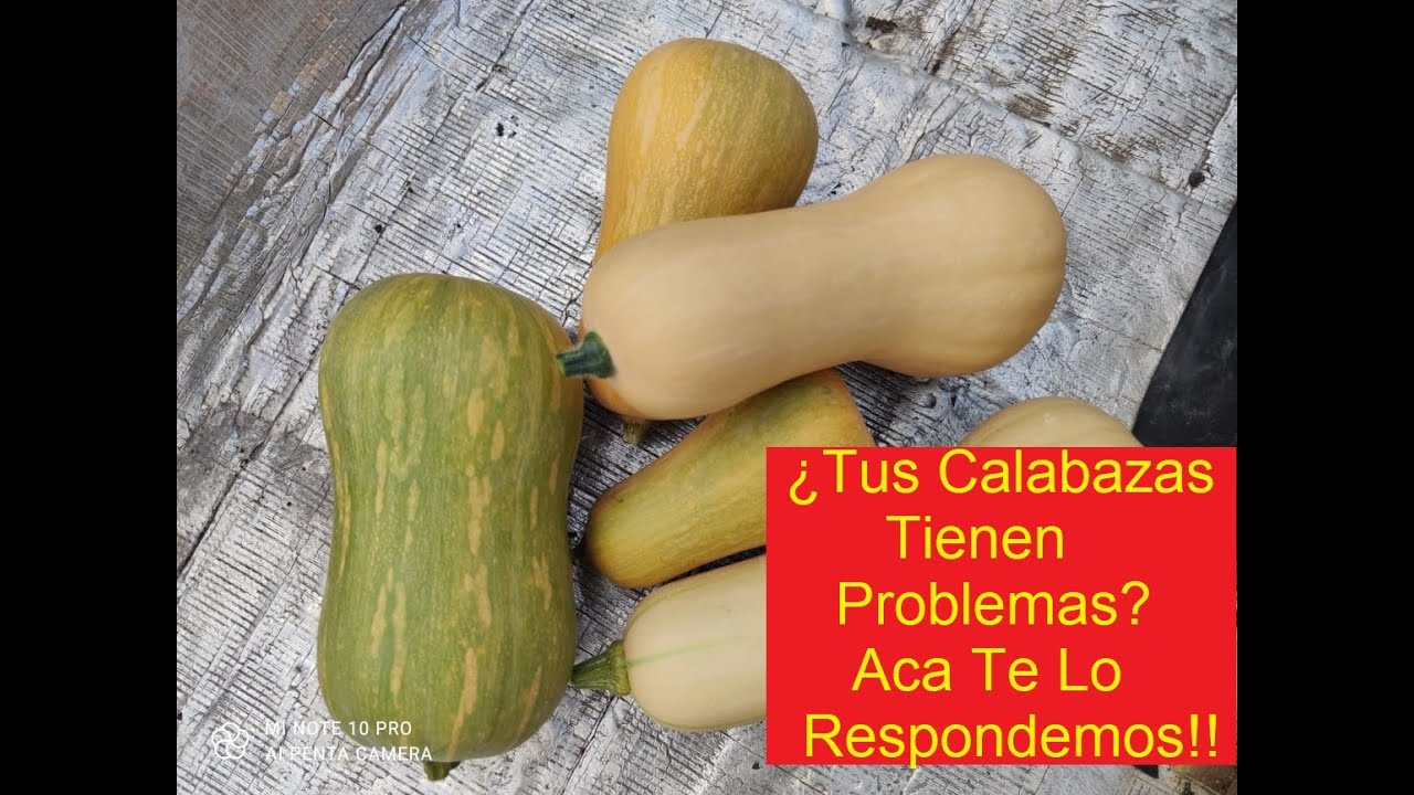 COSECHANDO CALABAZAS EN LA TERRAZA