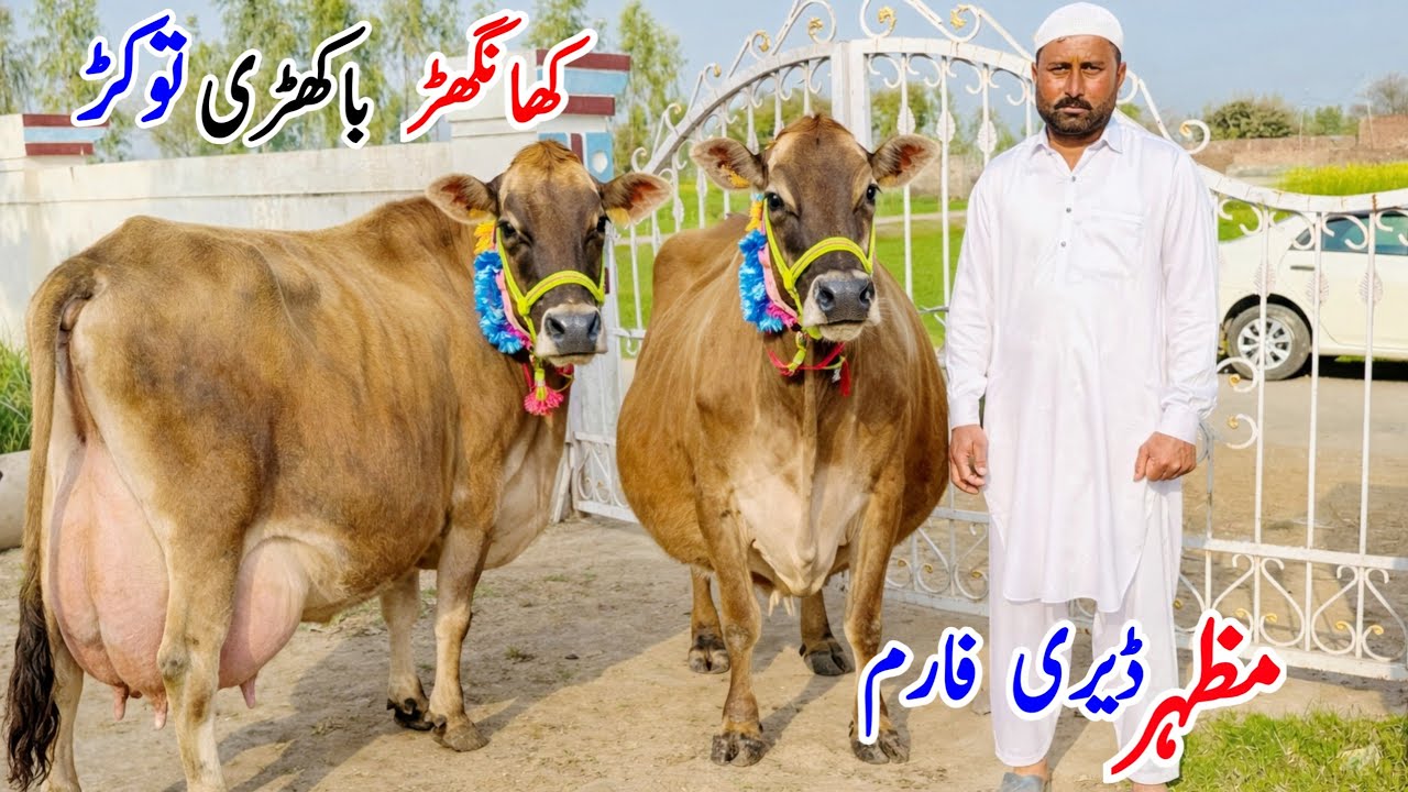 🐄 Mazhar Dairy Farm | Jersey Cows for Sale | Friesian Cholistani Cross Cows in Punjab Pakistan