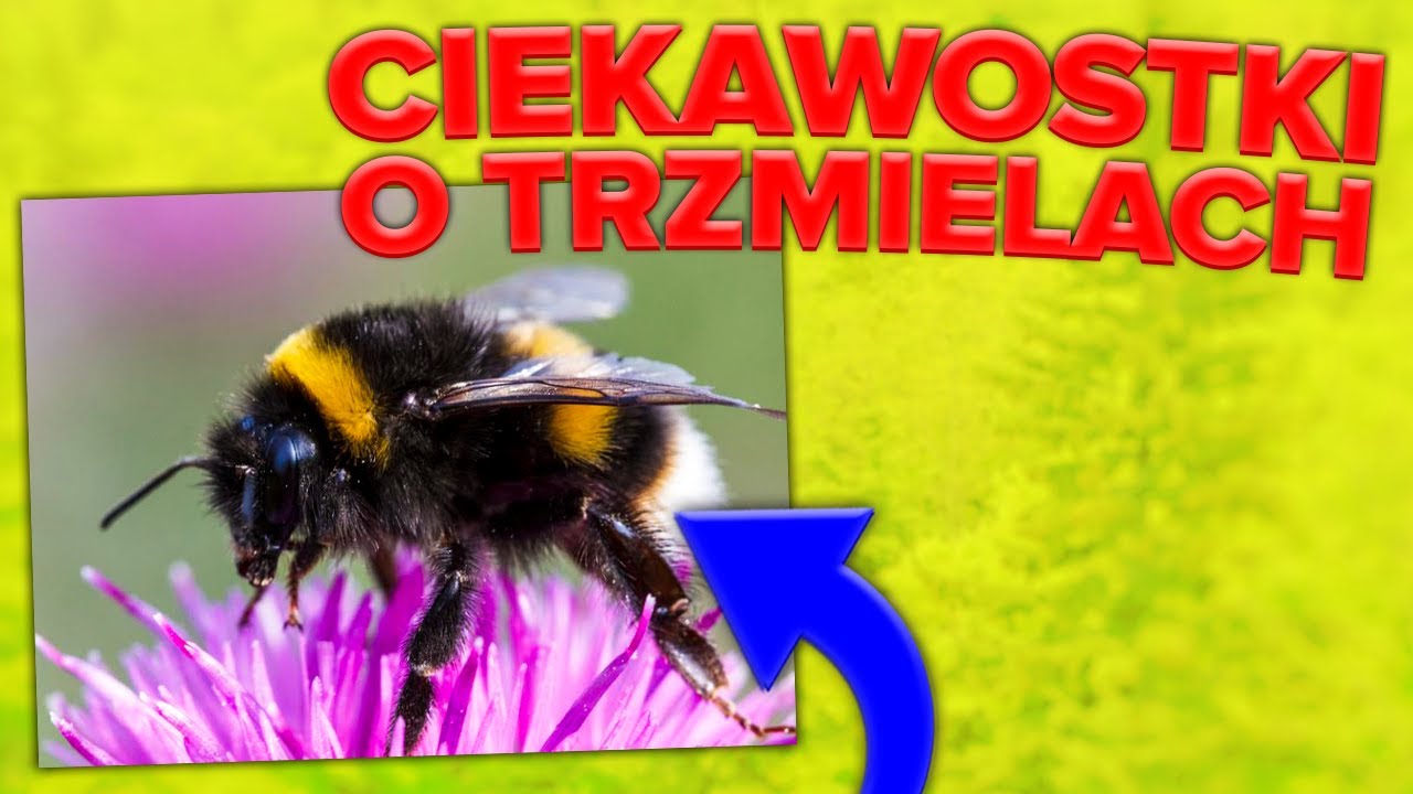Trzmiele - ciekawostki, kt&oacute;rych nie znałeś