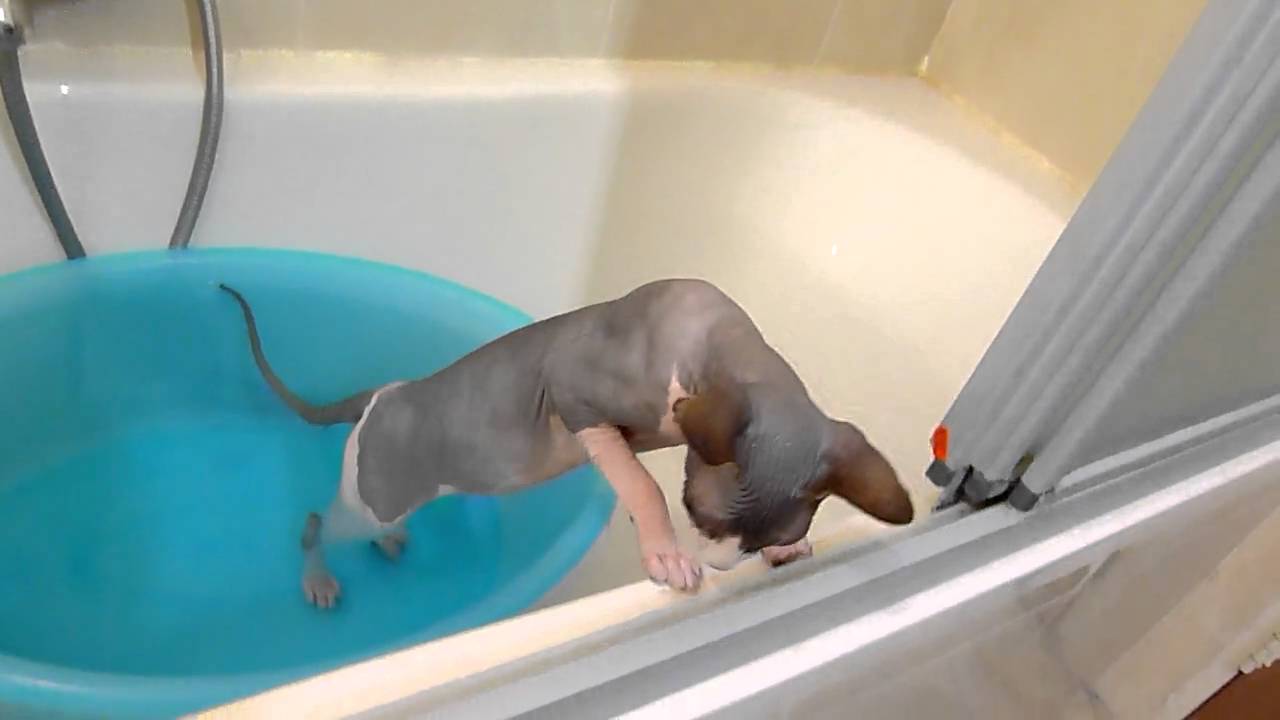 Sasson sphynx cat is taking a bath
