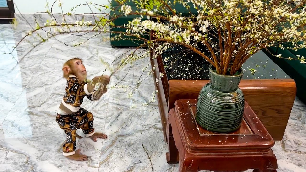 Monkey Kaka felt regretful when her broke her mother's vase