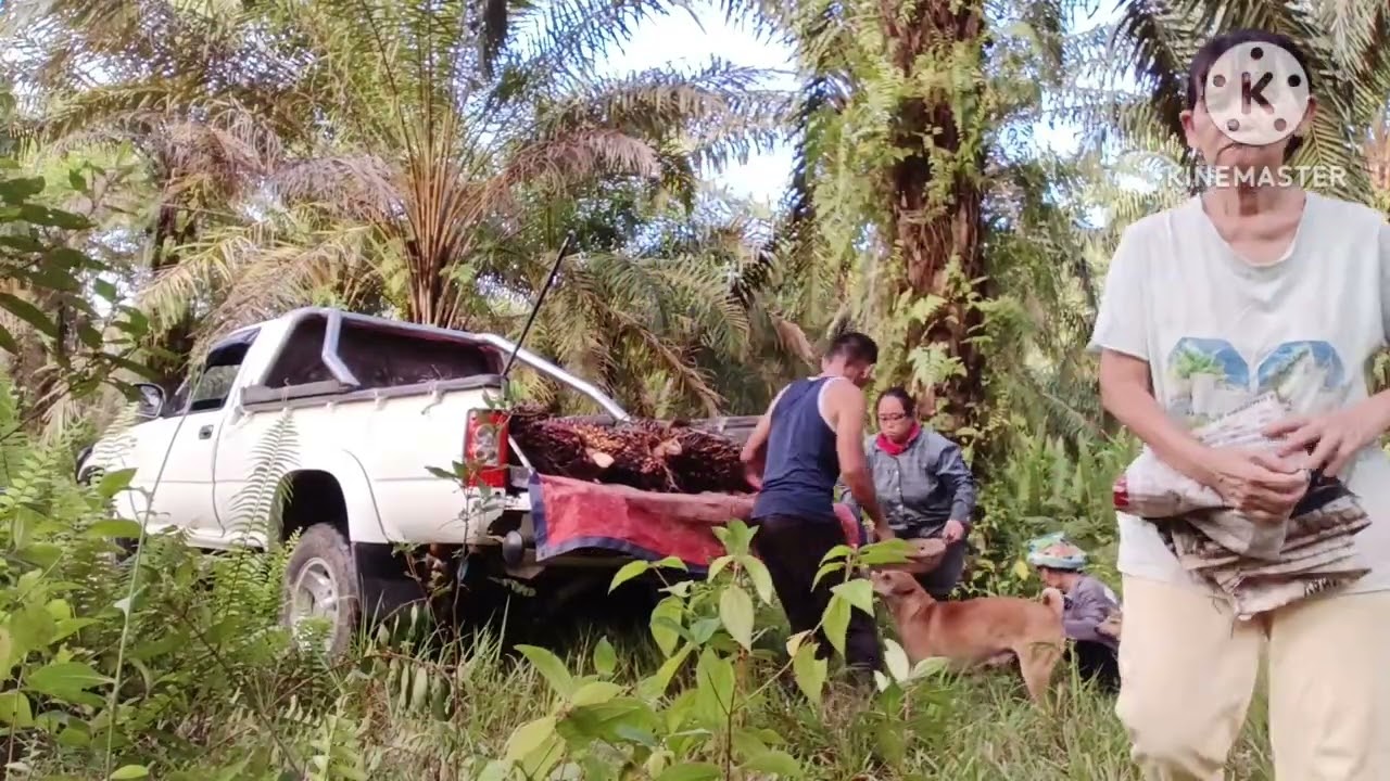 Bosku kerja di kebun sawit ditemani 3 nona || Saling membantu itu indah✌