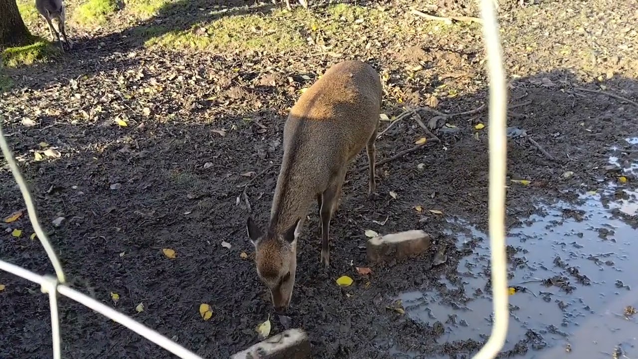 Cute Deer Talking to me | Animals