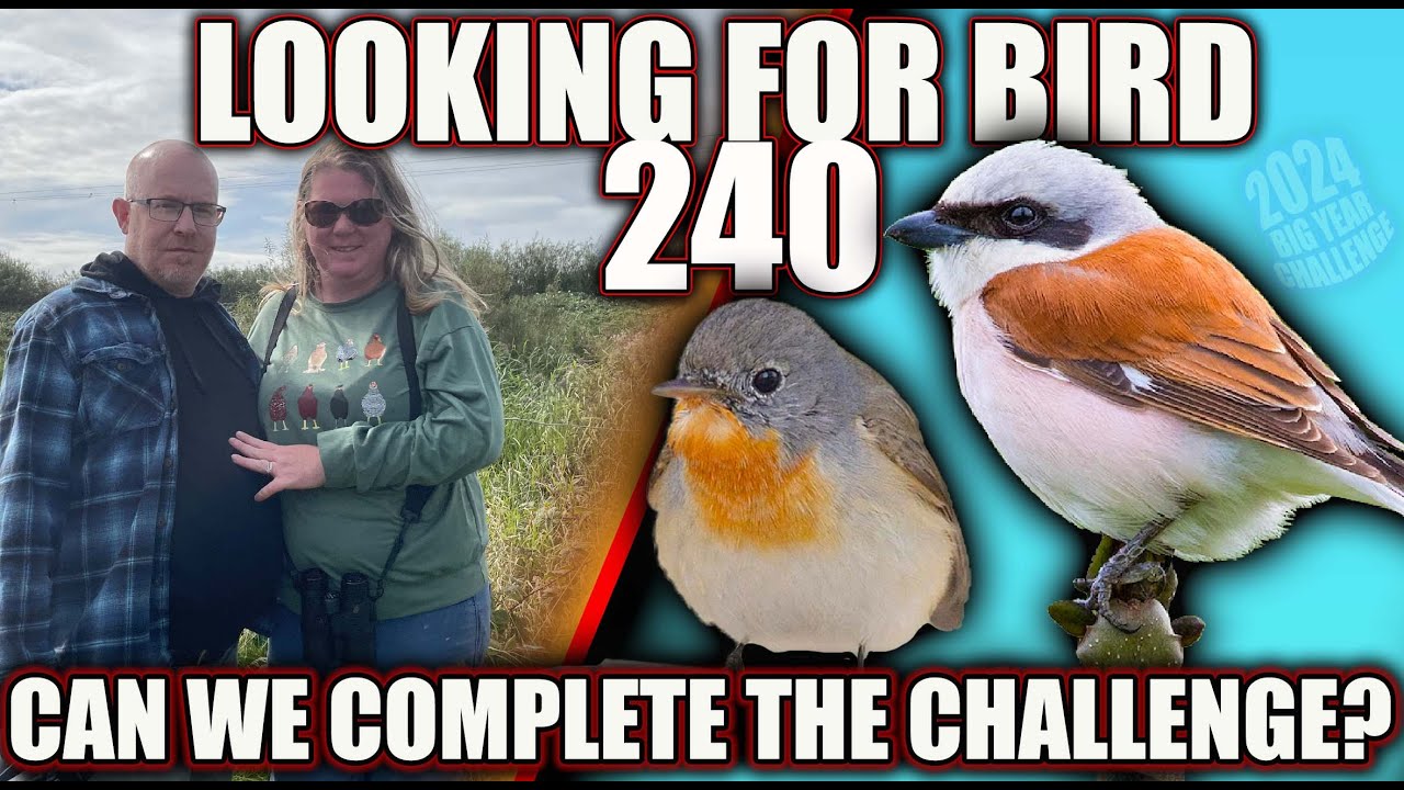 BIRD 240!  WE COMPLETE OUR TARGET 3 MONTHS EARLY?