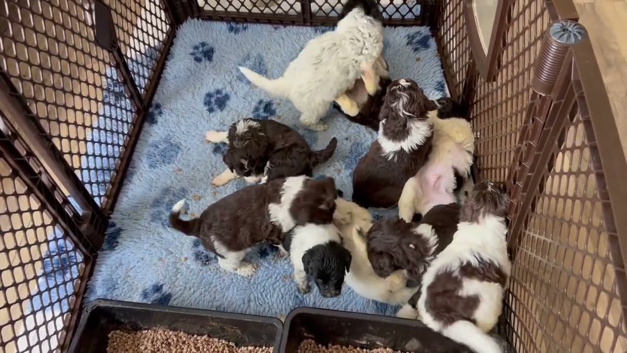 Colorado Trails Litter - 5 weeks old