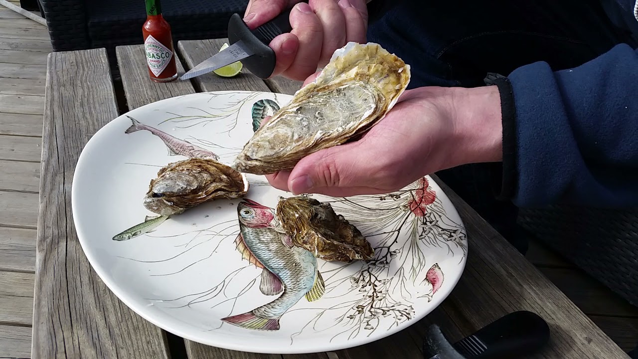 Hur &ouml;ppna ostron: odlade Franska Crassostrea Gigas