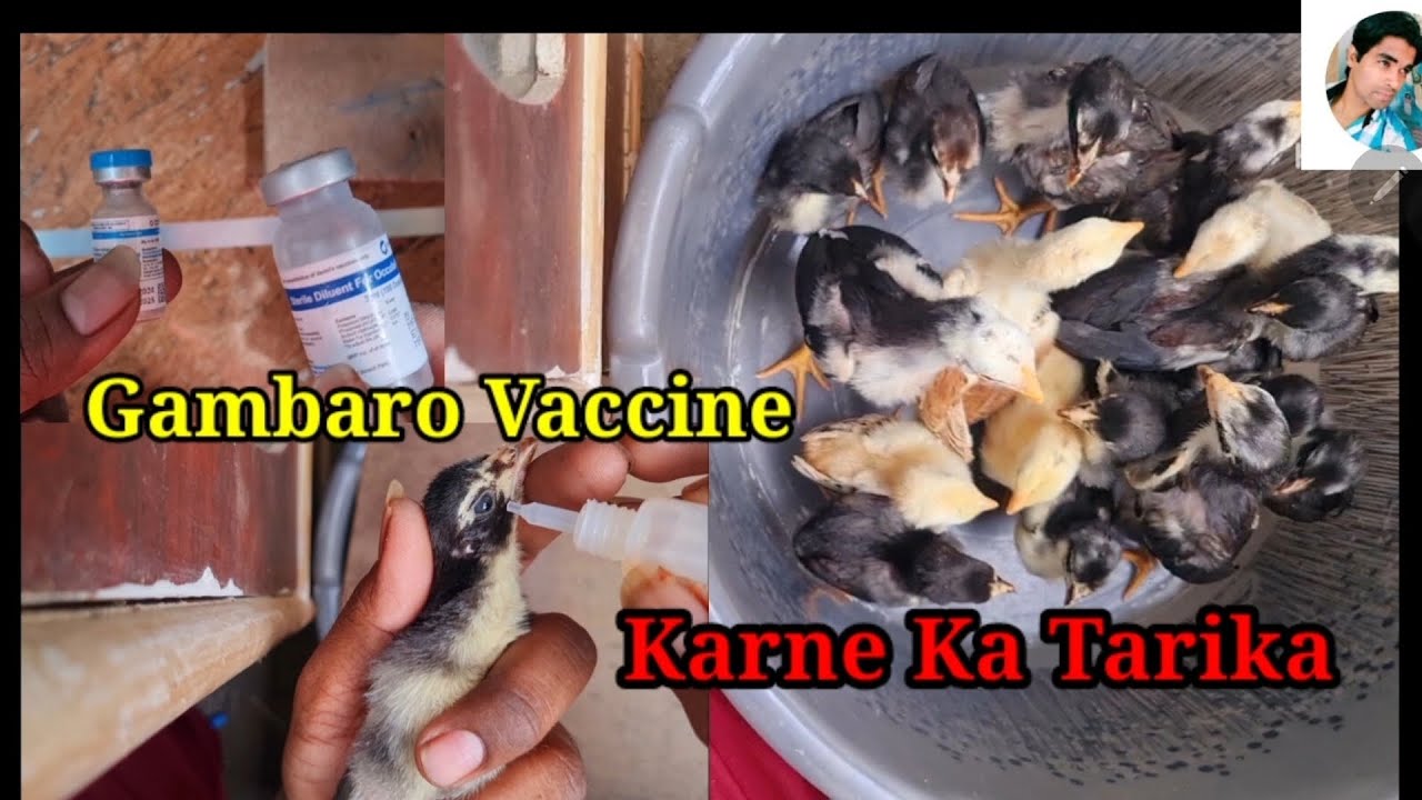 Gambaro Vaccine Karne Ka Tarika