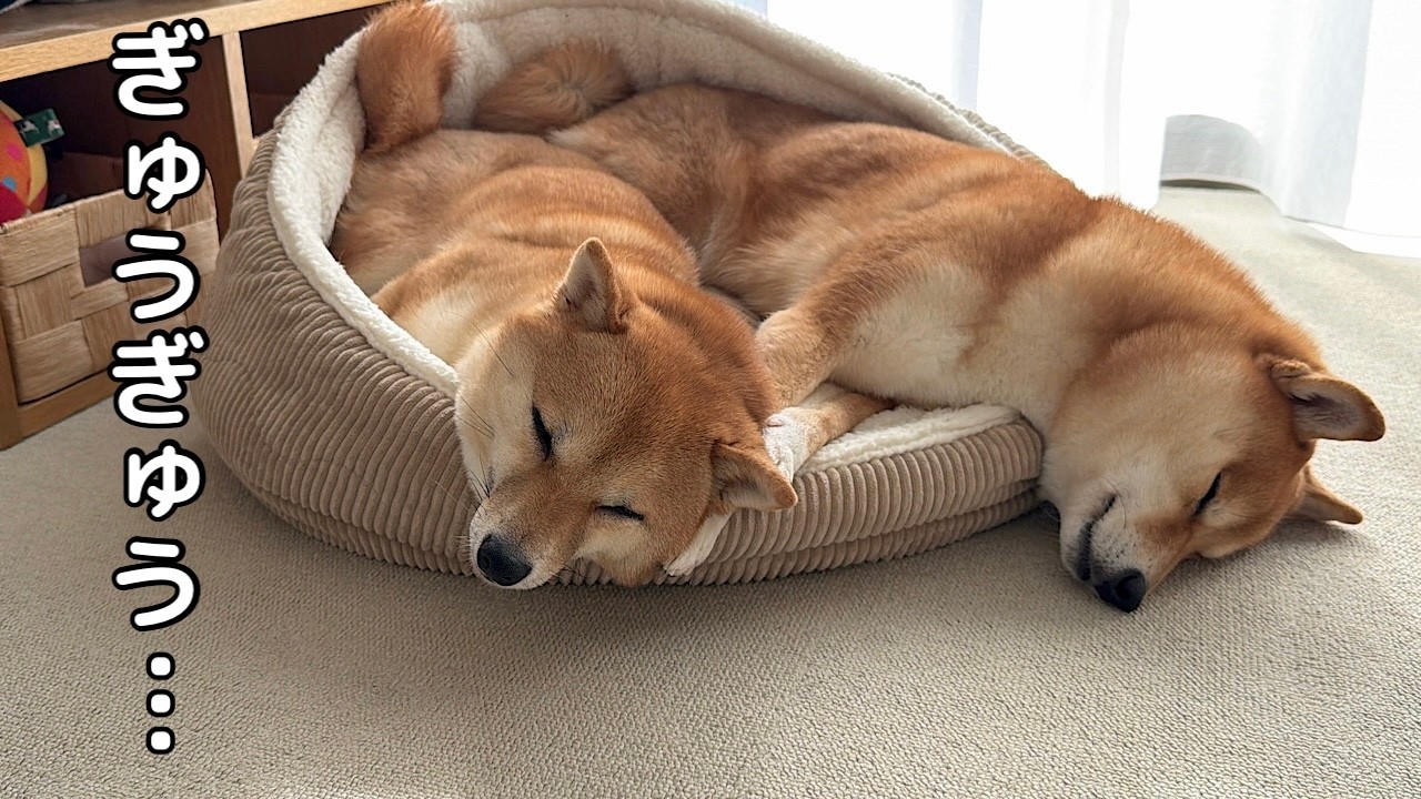 大暴れしていたのに…気づいたらこうなっちゃう豆柴姉妹がかわいい