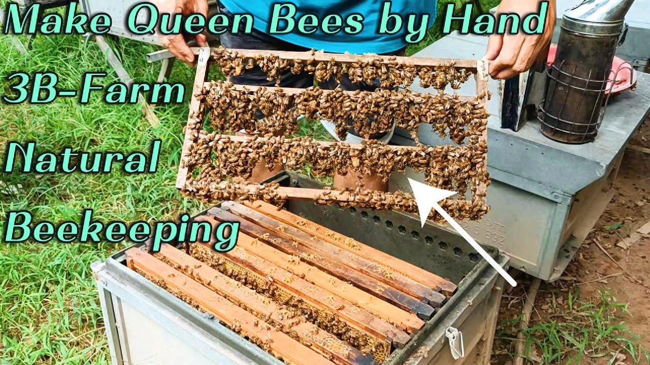 The Process of Making a Queen Bee by Hand  3B-Farm Method