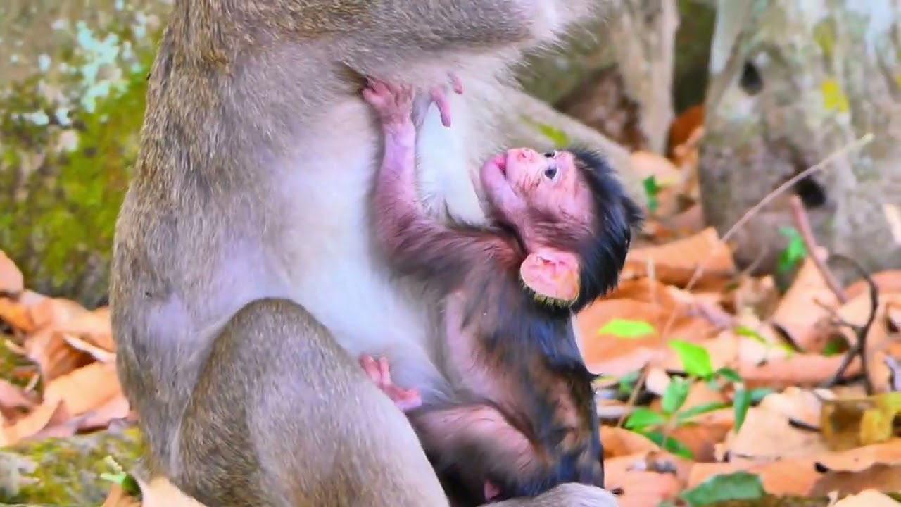 SO CUTE MONKEY...!