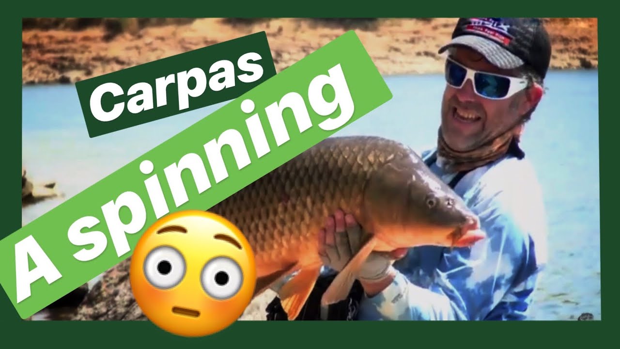 Grandes Carpas a Spinning