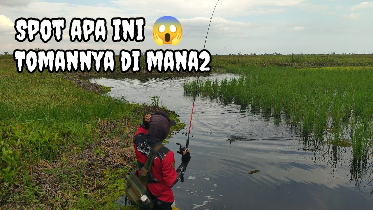 WOOOWWW 😱😱 SPOT INI BENAR² SARANG TOMAN || CASTING TOMAN BANJARMASIN KALIMANTAN