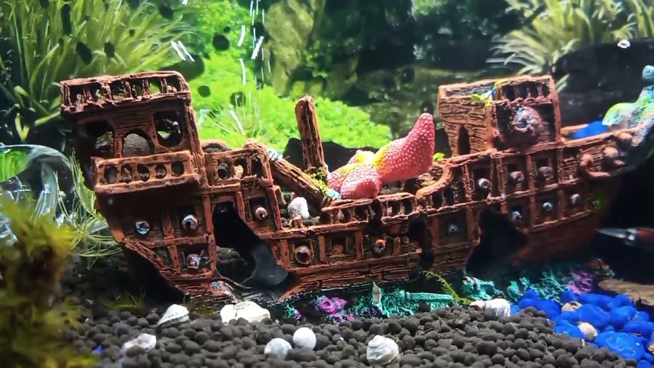 Meet my black Betta -- Bambalam (Part 2/3)