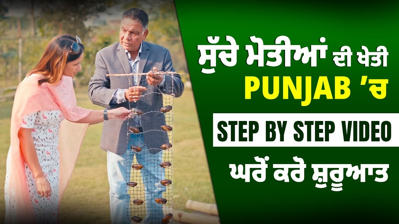 Pearl Farming in Punjab | Step by Step video | ਘਰੋਂ ਕਰੋ ਸ਼ੁਰੂਆਤ | Kulpreet Brar Talks