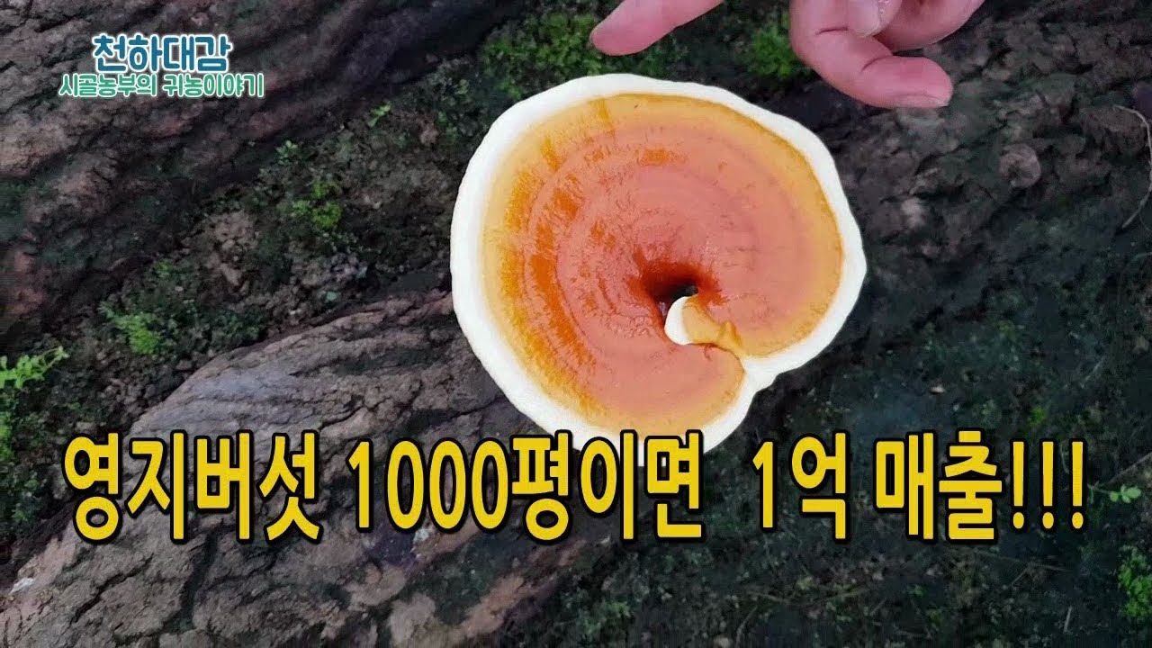 고소득작물 영지버섯재배 시설 투자비용 매출 / 귀농작물 [시골농부 천하대감]