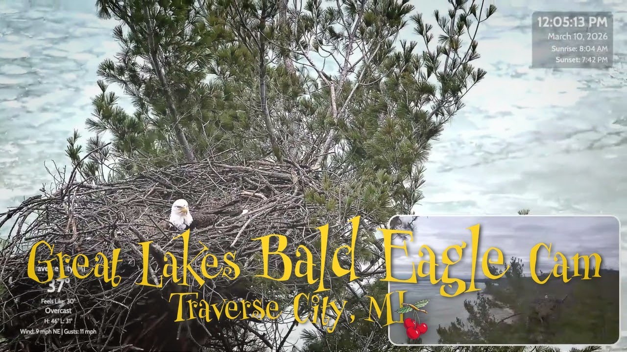 3 Eggs!! | Bald Eagle Riding the Wind Above Icy West Bay
