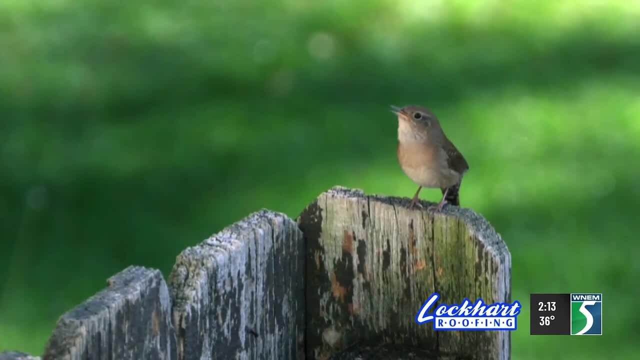 Big birding weekend starts in mid-Michigan