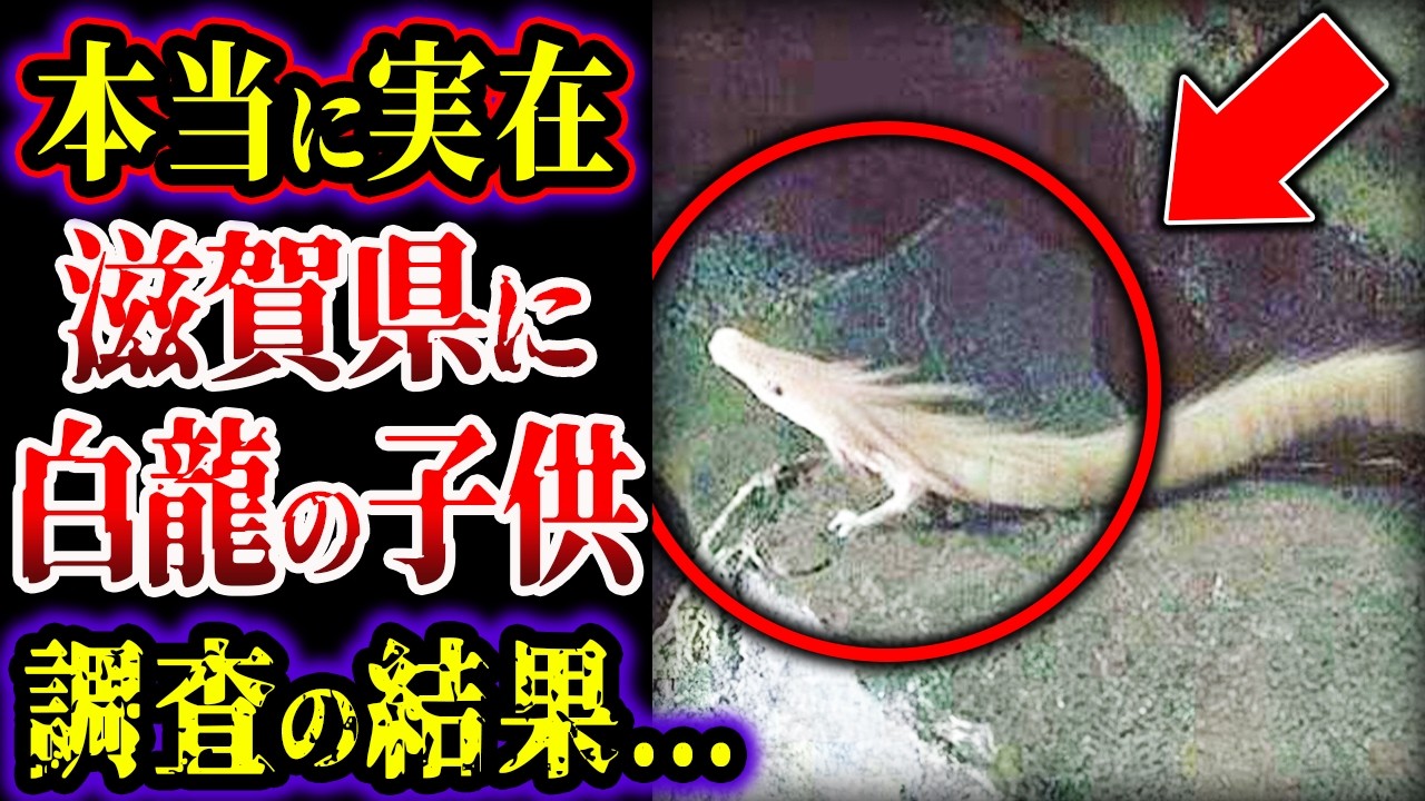 【ゆっくり解説】伝説の天帝「白龍」、日本で見つかる&hellip;!! 調査の結果、ヤバい正体が判明？&hellip;ドラゴンは確実に実在する&hellip;!!!【UMA・未確認生物】