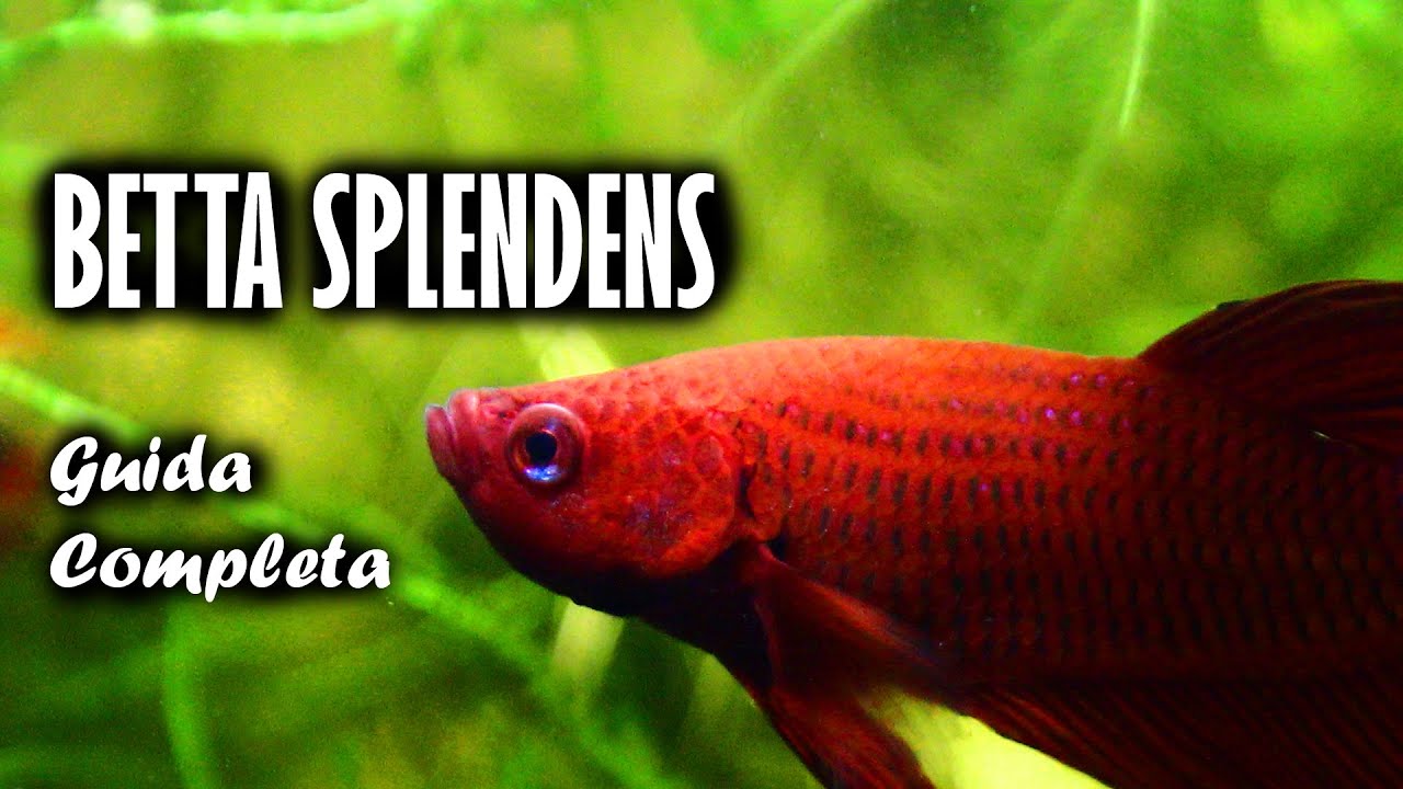 BETTA SPLENDENS : Guida e Scheda Completa