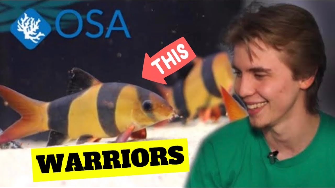 Why Clown Loaches are EPIC AQUARIUM FISH ! (Chromobotia Macracanthus) W/ Freshwater Joe !