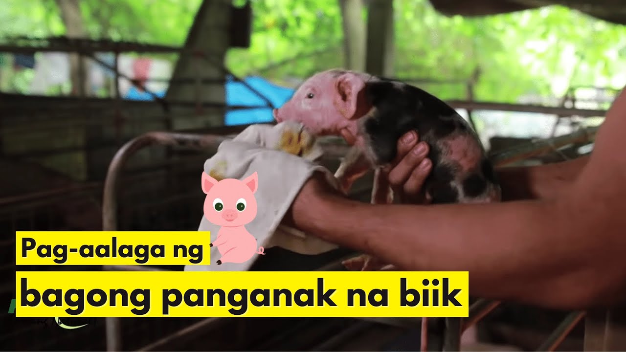 Pag-aalaga ng Bagong Panganak na Biik Hanggang Bago Iwalay