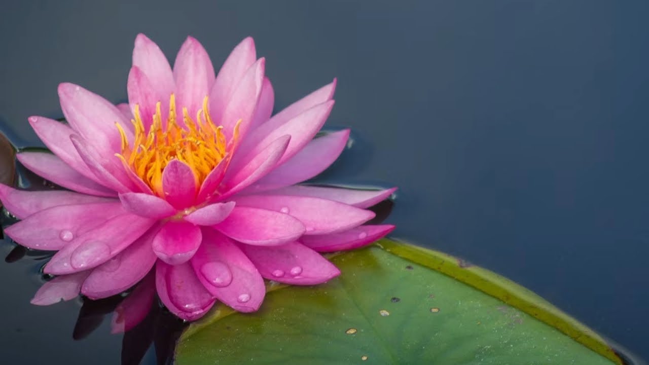 106 Guided Meditation (04 March 2026)