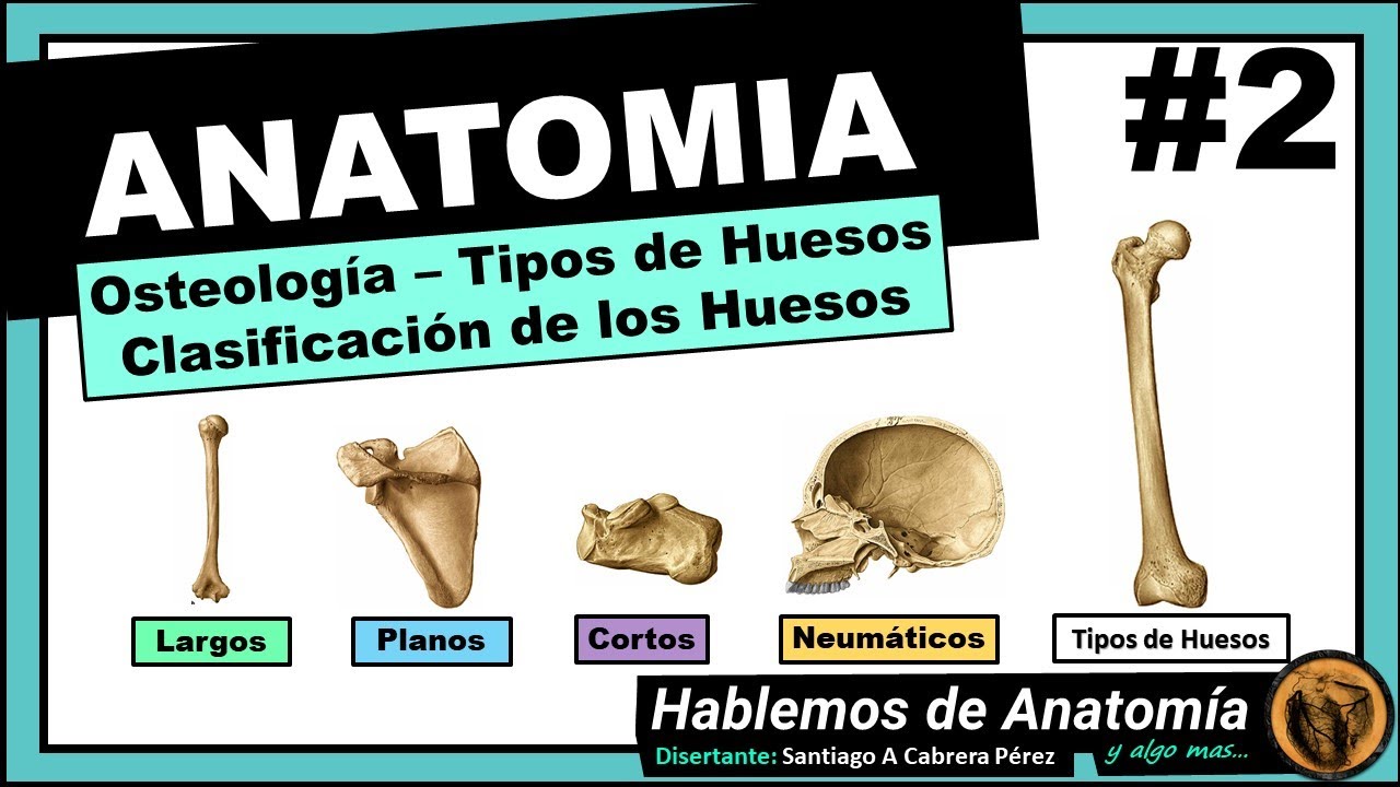 🔴#2 👉 ANATOMÍA 🟩 OSTEOLOGIA 🟪  TIPOS DE HUESOS 🟥  FUNCIONES DE LOS HUESOS