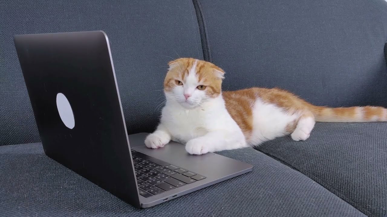 fanny cats. Коты непоседы