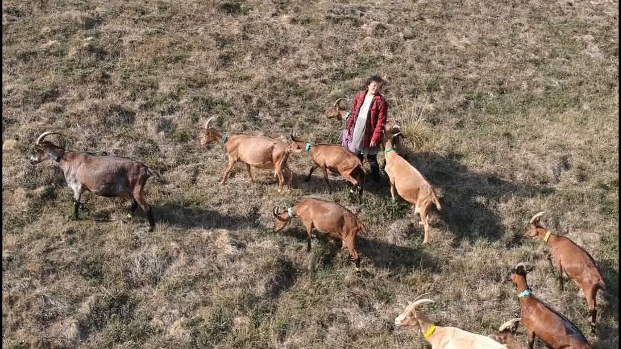 Balade avec les ch&egrave;vres sur le sentier des Templiers