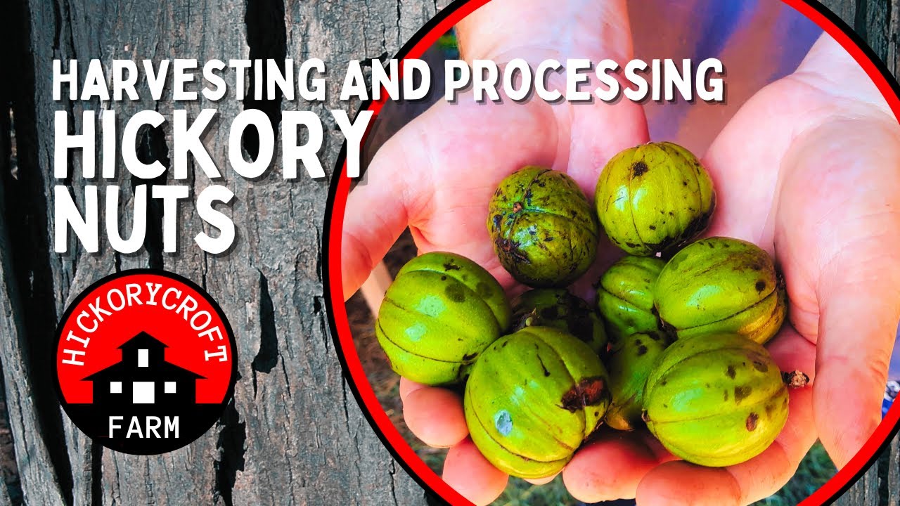 Harvesting Hickory Nuts | Collecting And Processing Shagbark Hickory Nuts