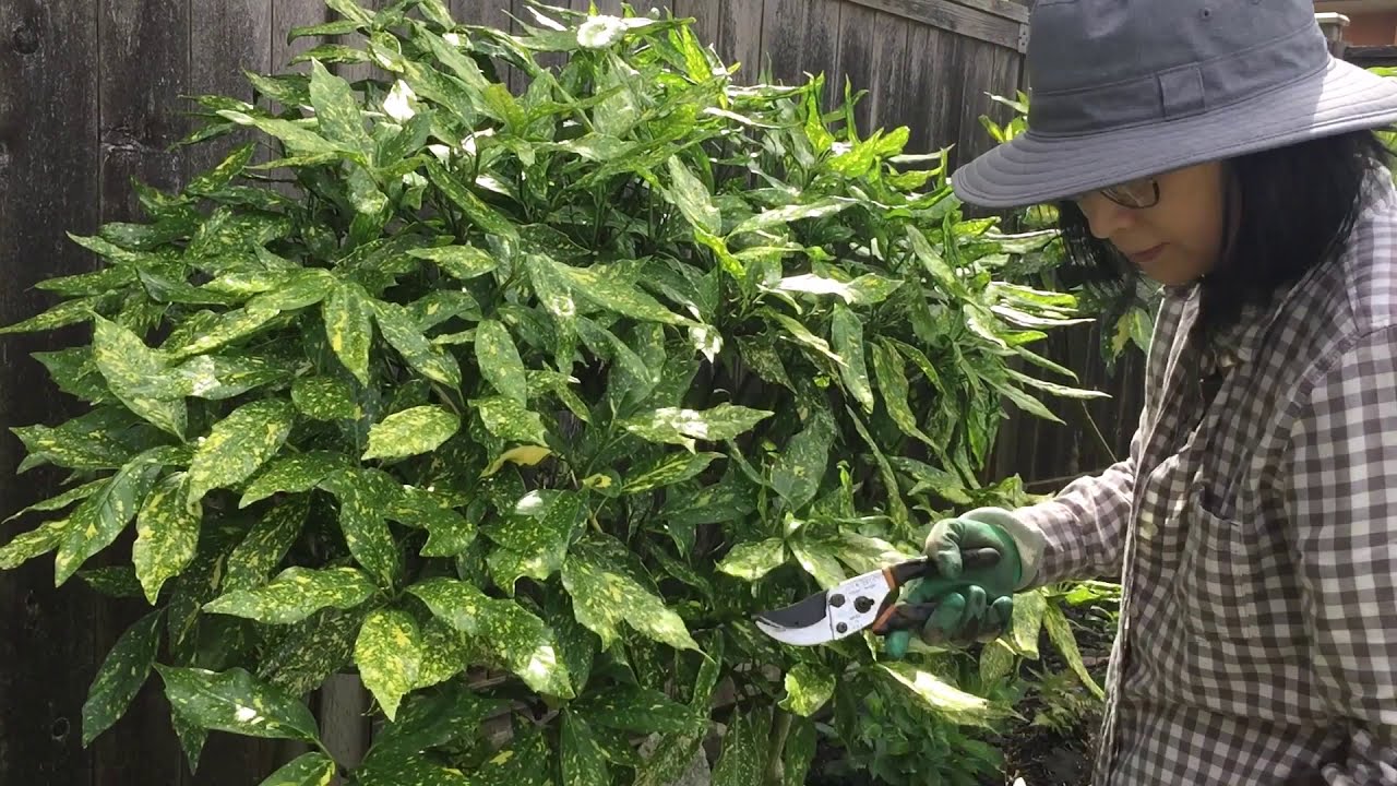 Aucuba Japonica, Gold Dust Plant - Prune to Tree Form - July 9, 2020