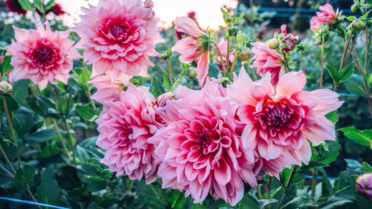 The Dahlias are BLOOMING! Mid season GARDEN TOUR!