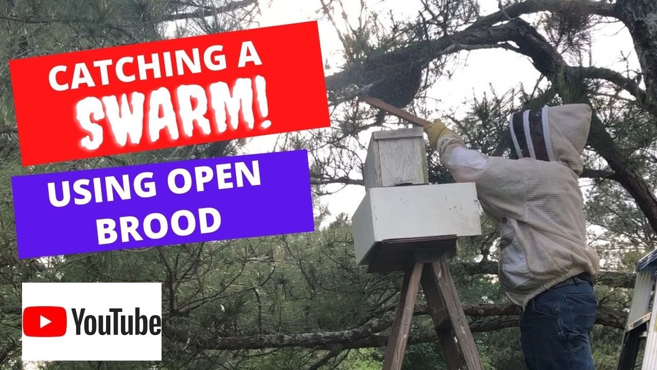 CATCHING A SWARM USING OPEN BROOD! How we caught a swarm on the homestead!