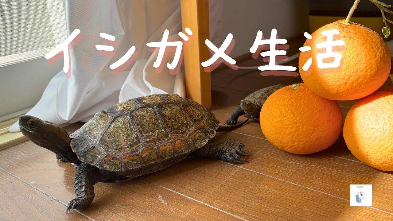 三寒四温の季節/暖かい日と寒い日の過ごし方🍊