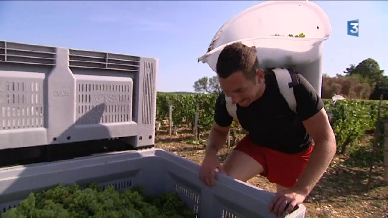 Saône-et-Loire : les vendanges ont débuté