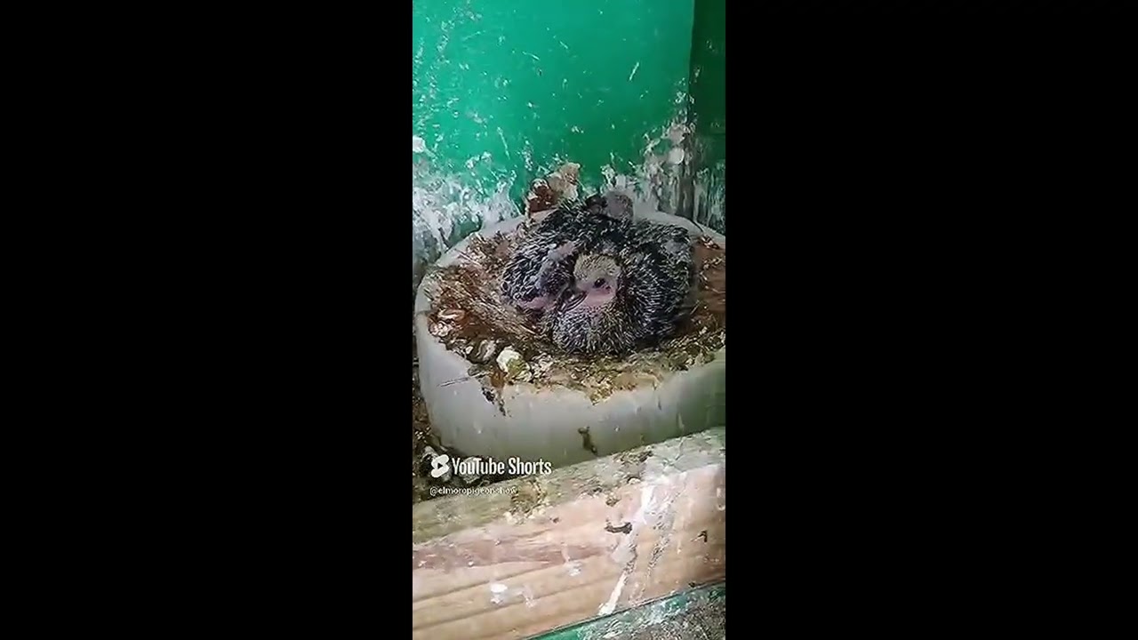 El Moro Pigeon Show. 