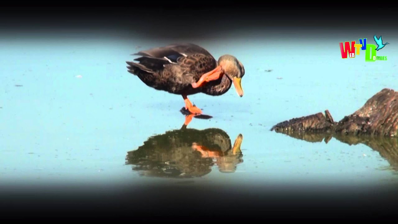 2015 un dimanche d'Automne en Dombes WEBTV Dur&eacute;e 3mn50 AVCHD 1920X1080 16 9&egrave;me 15H 15B