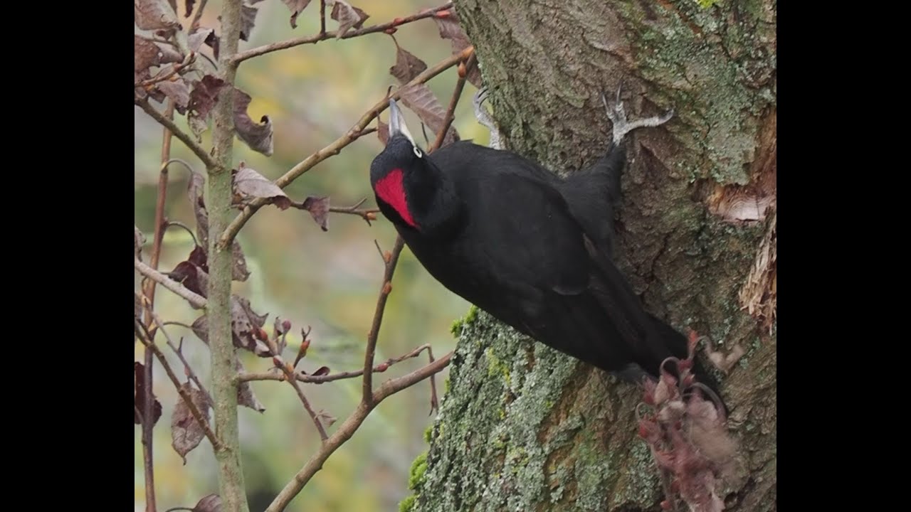 4k..Schwarzspecht _ Weibchen..mit Herz♥️😅..Black Woodpecker..#Vogelbeobachtung