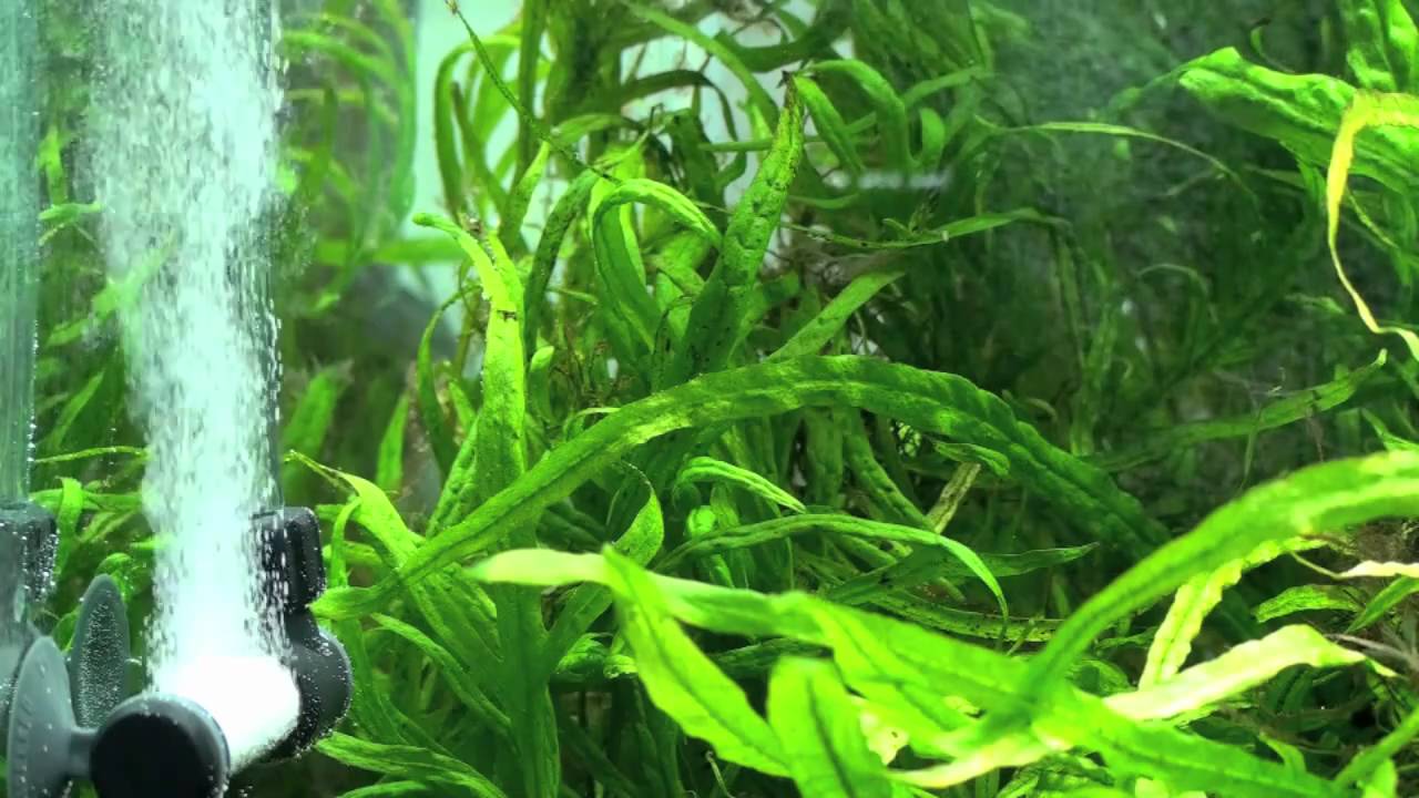 GLA Atomic CO2 Diffuser - super fine mist demonstration in nature aquarium