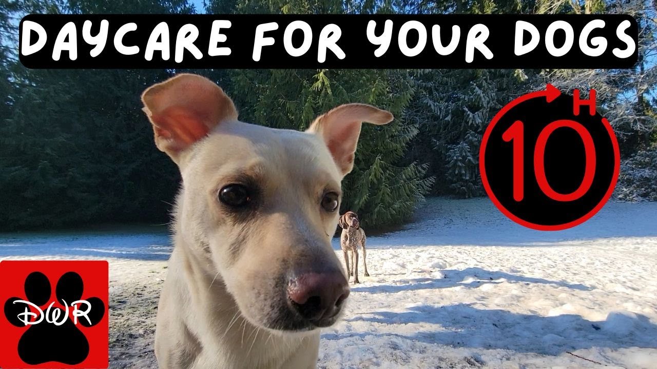 🐕&zwj;🦺💜 Daycare for your dog!  Dogs can't resist this Video! 🐕&zwj;🦺🐕🌦🌲 DogTV No commercials for months!