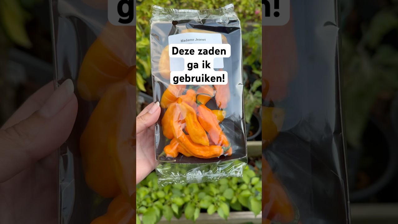Supermarkt zaden van Madam Jeanette pepers! | Zelf zaaien en tips