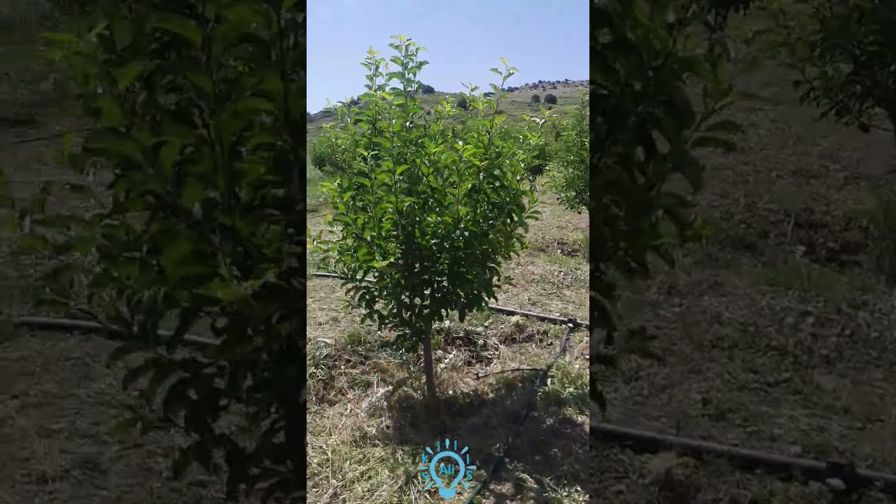 سقي و ري الأشجار بطريقة حديثة و سريعة