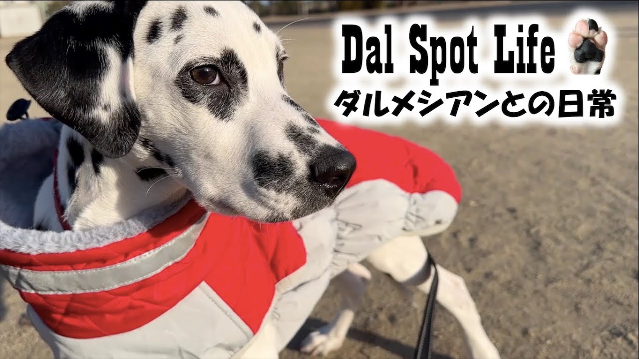【子犬の初散歩】外の世界へ！散歩デビューしました/【Puppy's First Walk】Exploring the Outside World