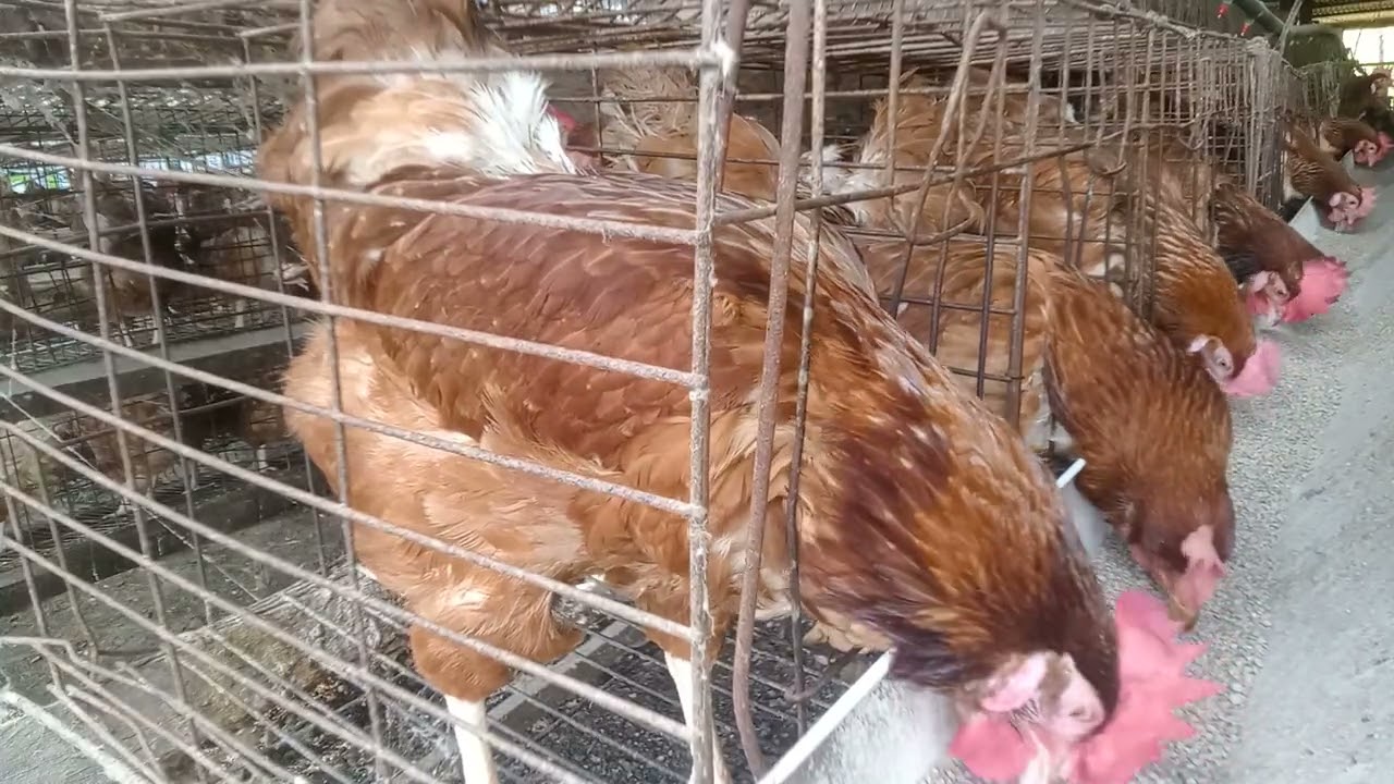 Chickens eating food on the farm