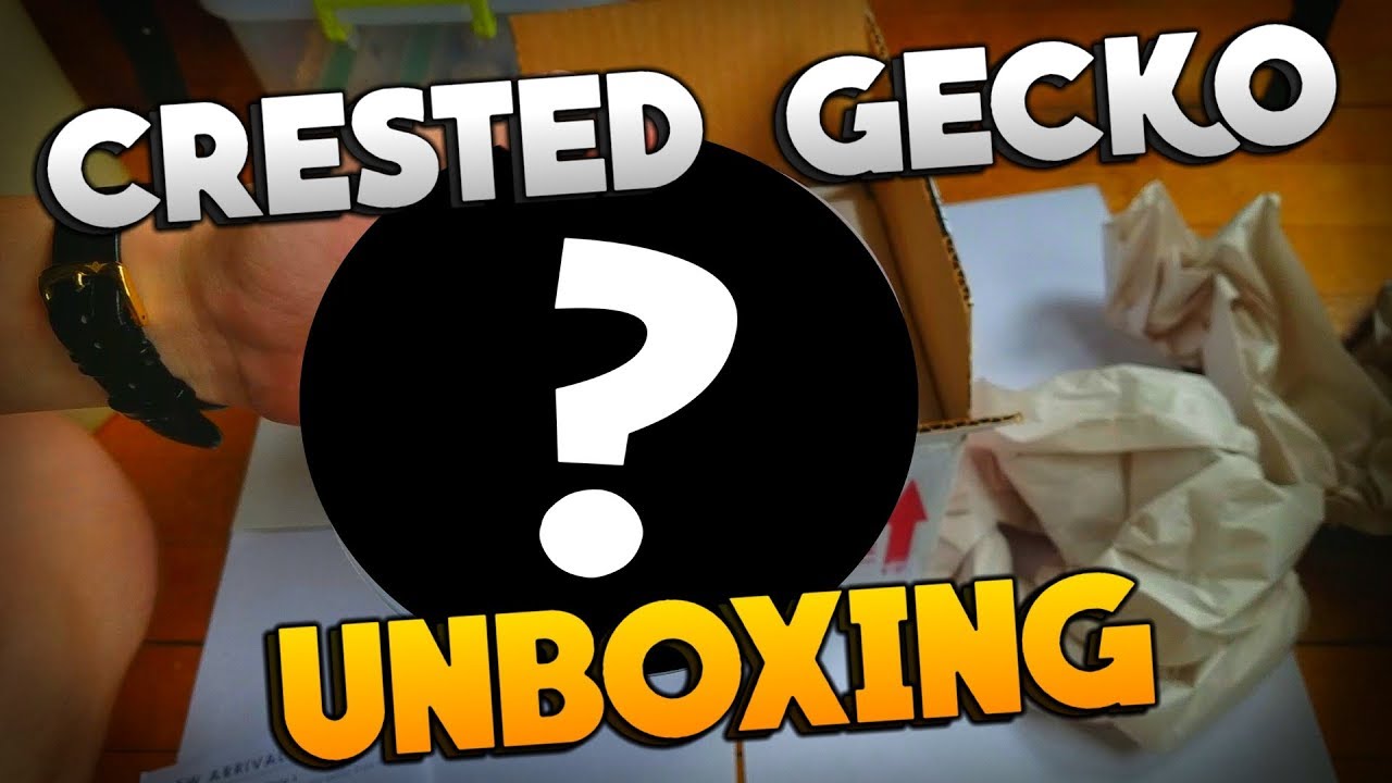 Unboxing My New Baby Crested Gecko From Pangea Reptiles!