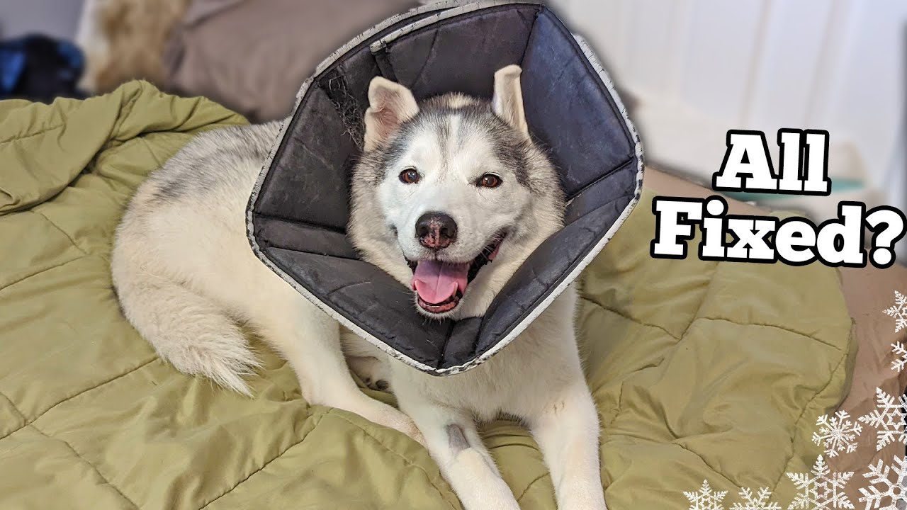 My Dog Had KNEE Surgery! How is She Recovering?