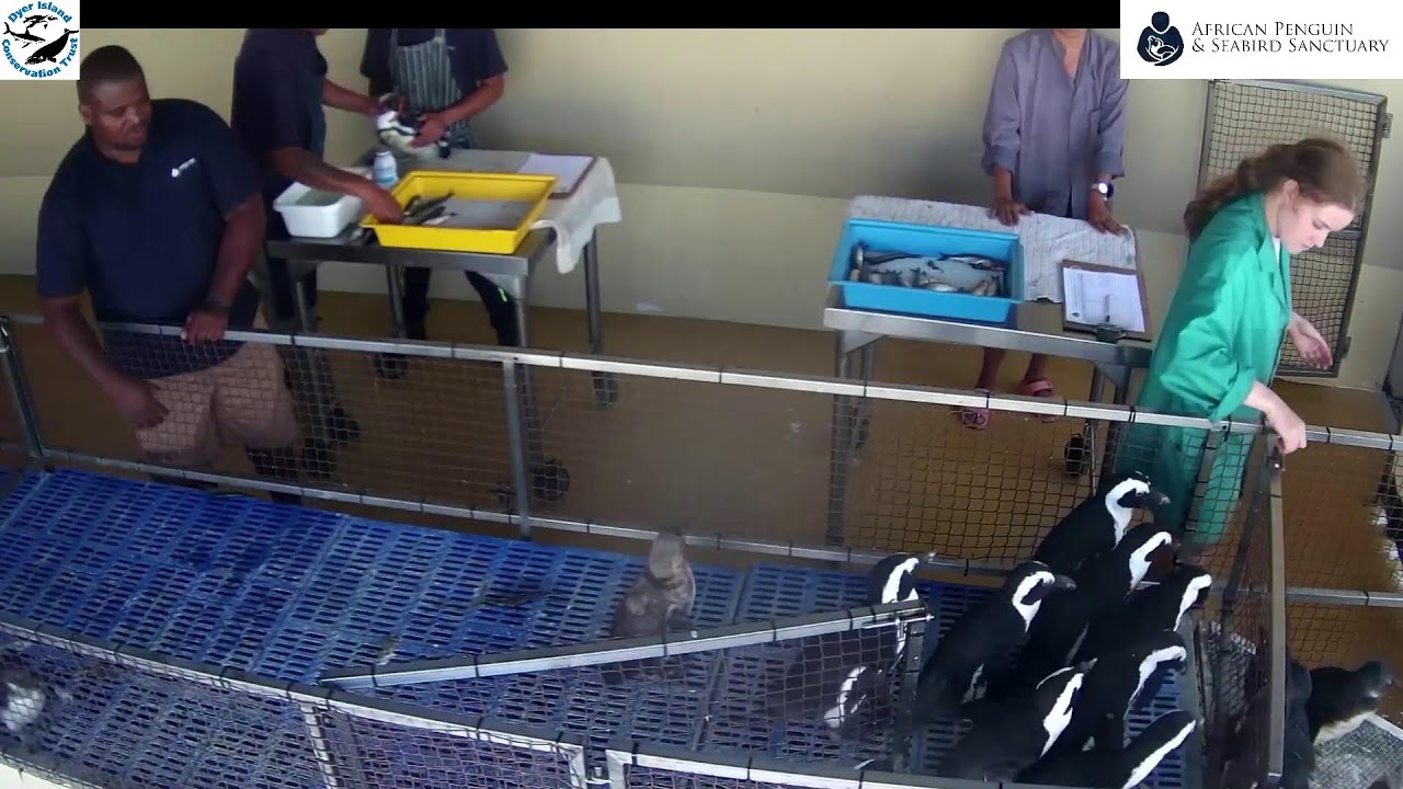 - African Penguin & Seabird Sanctuary