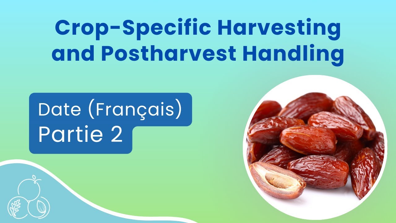 Dates: Gestion de la récolte et de l'après-récolte | Partie 2