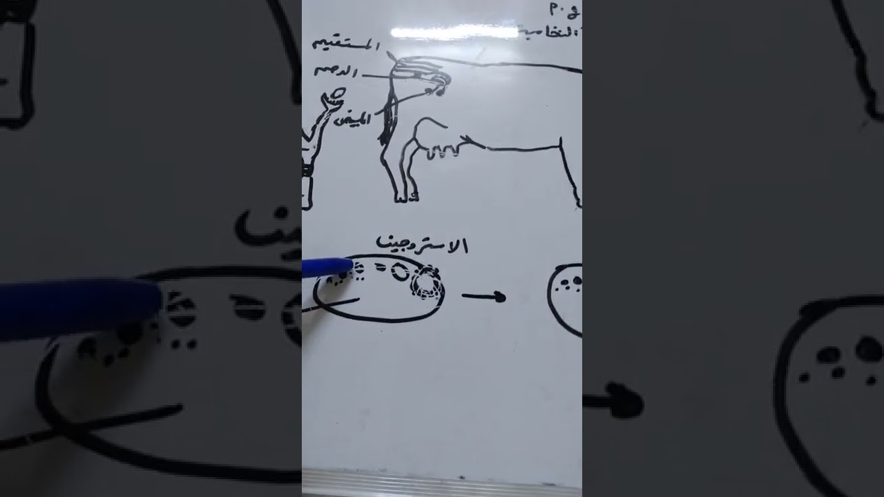 السيطرة الهرمونية على التناسل في الابقار .دكتور محمد برهان